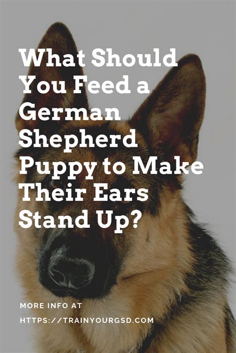 German shepherd puppy ears can stand up between 8 weeks to 6 months. What should you feed a German Shepherd puppy to make their ears stand up? #GermanShepherds ...