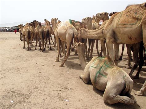 I knew it from the moment we had booked the holiday. SOMALILAND: A country that doesn't exist. - A BUS TO NOWHERE