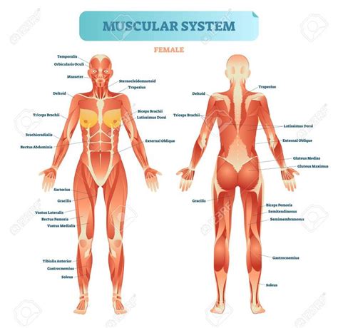 Human body muscular system anatomy poster set laminated. Diagram Of Muscular System - koibana.info | Muscular ...