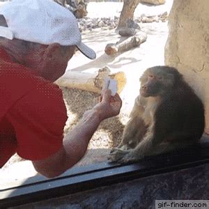 Since their discovery, the videos have been employed as embeddable reaction gifs, usually on posts relating to feels. Baboon Is Amazed By Man's Magic Trick - Find and Share Funny Animated Gifs | Monkeys funny ...