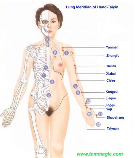 The main function of the large intestine is to receive the waste material sent down from the small. 118 best images about Meridian Charts on Pinterest | Medicine, Traditional chinese medicine and ...