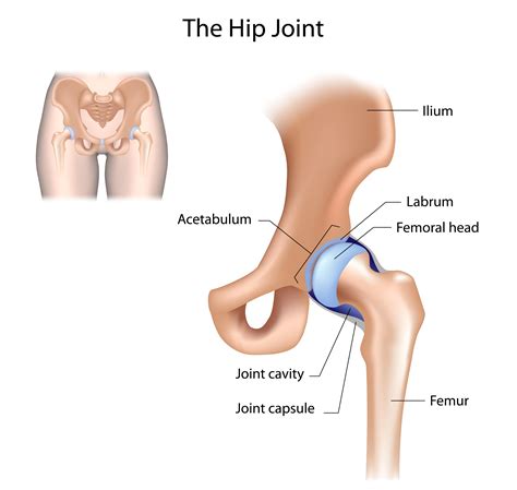 Muscles of hip and thigh anterior and lateral views. Torn Labrum After an Accident | The Vrana Law Firm ...