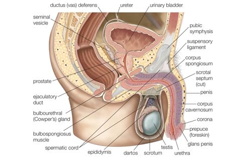 Overview of the male reproductive system. Male and Female Reproductive Systems | Female reproductive ...
