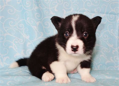 Find puppies for sale from cardigan welsh corgi dog breeders based on your lifestyle and desired breed. We have a few stunning AKC registered Cardigan Welsh ...