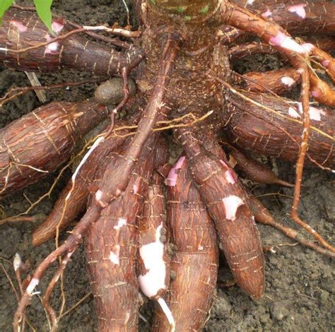 ꦠꦼꦭꦒ ꦔꦼꦧꦼꦭ꧀) adalah sebuah danau alami yang terletak di kecamatan ngebel, kabupaten ponorogo. Apakah Menu Buka Puasa Untukmu Hari Ini? - Home | Facebook