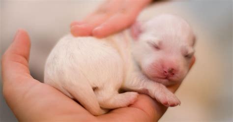 I cuccioli nel primo mese di vita del cane il latte della cagna è un alimento insostituibile e completo. Cuccioli di cane piccolissimi: foto tenere di cagnolini ...