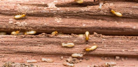 Fountain valley pest control & exterminators. termite control new orleans louisiana | Termite Control NOLA