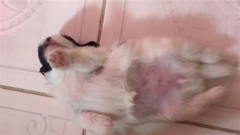 Keep an eye out for any swelling keeping a vigilant eye on newborn pups will help keep them safe and healthy. Shih tzu x Pomeranian week 2 to week 3 Puppies (Open up ...