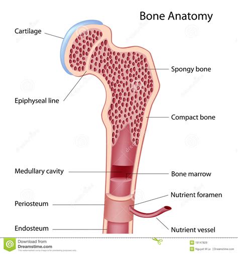 Bones grow in length at the epiphyseal plate by a process that is similar to endochondral ossification. Estrutura do osso ilustração do vetor. Ilustração de ...