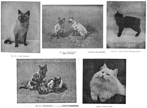 Download Femelle Images For Free