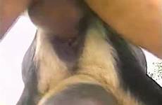 horny fuckers videos goats zoo