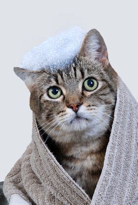 The bathroom smelled like pinesol for the rest of the day, but the next day it was odor free. How To Safely Bathe A Cat: The Complete Guide | Remove cat ...