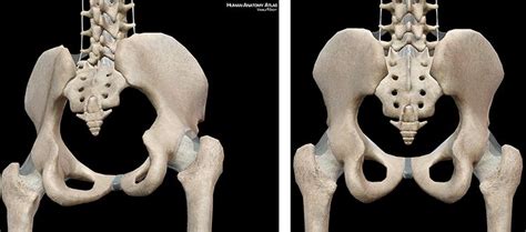 Features of normal female pelvis. female pelvic bone anatomy back view - Google Search ...