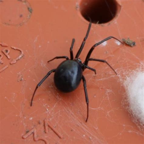 Steatoda grossa - Photo microdiablo - www.galerie-insecte.org