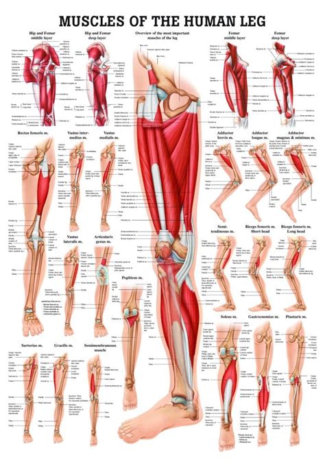 Intermediate back muscles and c. Leg Muscle Anatomy Chart | amulette