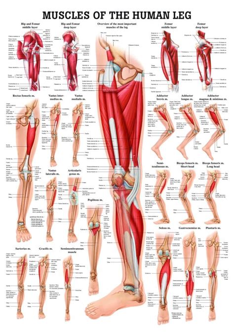 Within this group of back muscles you will find the latissimus dorsi, the these muscles collectively work to help movements of the vertebral column and to also control posture. Leg Muscle Anatomy Chart | amulette