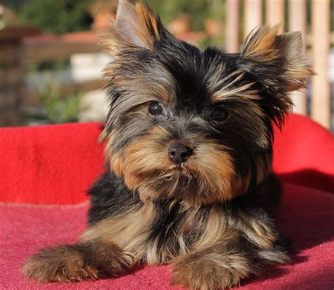 We are particularly in love with the yorkshire terrier, especially the parti color yorkie. Wild West Yorkies, Txyorkie.com, Yorkie Puppies for sale ...