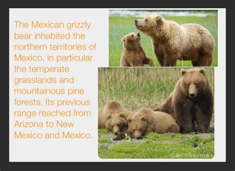 Reporter mia gordon investigates in the video above. Mexican Grizzly Bear - Screen 6 on FlowVella ...