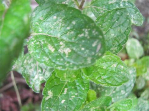 Raspberry leaf spot sphaerulina rubi. Yellow spots on Mediterranean herb leaves ? (organic forum ...