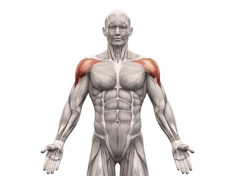 Içerikler hakkında detaylı bilgileri bulabilirsiniz. 10 Best Deltoid Workouts and Exercises Using Machines - Old School Labs