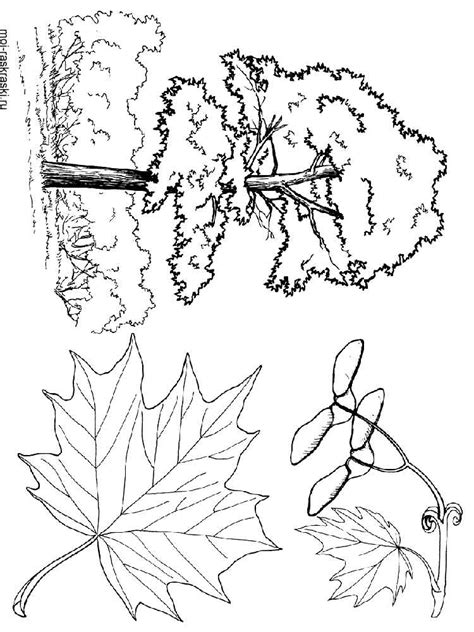 Welcome to the coloring pages of christmas trees. Maple Tree coloring pages for kids. Free Printable Maple Tree coloring pages