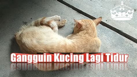 100 gambar kucing lucu dan imut yang asli bikin ngakak. KUCING OREN SEDANG TIDUR, DIGANGGU, APA REAKSINYA ? - YouTube