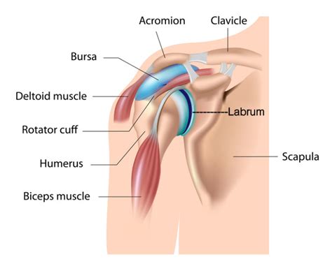 The labrum is a structure that helps stabilize your a labrum is the cartilaginous rim that encircles the socket of the shoulder that the upper arm bones sits in. Surgical Repair of the Torn Shoulder Labrum