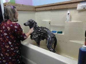 See more ideas about cat bath, pets, cats. Grooming - ALL CREATURES PET LODGE