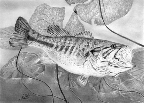 Draw two ovals (one much larger than the other) as shown and add. Realistic Largemouth Bass Drawing ~ Drawing Tutorial Easy
