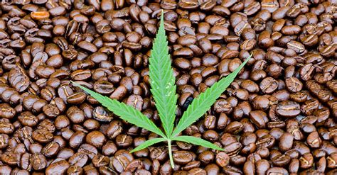 We provide aggregated results from multiple sources. Marijuana Keurig Pods are Now Available | VinePair