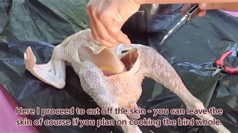 However, the danger is when your pets or other animals you don't intend to kill accidentally eat the poison. How To Kill A Chicken Humanely