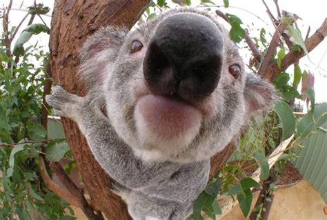 Cute koala quotes (page 1). KOALA-QUOTES-TUMBLR, relatable quotes, motivational funny koala-quotes-tumblr at relatably.com