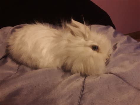 Blue eyed white lionhead rabbits for sale | edinburgh. Meet Prince Hairry, our new double mane Lionhead rabbit ...
