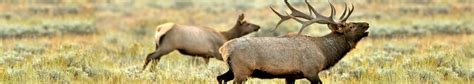 In high elevation areas like ours, it is a great time to hunt bulls in their summer range in reasonable weather. Colorado DIY Hunts - Public & Private Land Elk and Mule Deer Hunts