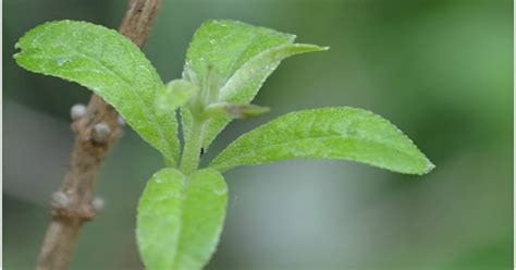 Scientifically known as aloysia citrodora, another common name besides lemon verbena is lemon beebrush. 5 Top Medicinal Uses Of Lemon Verbena | Aloysia Triphylla | Aloysia Citrodora | wildturmeric
