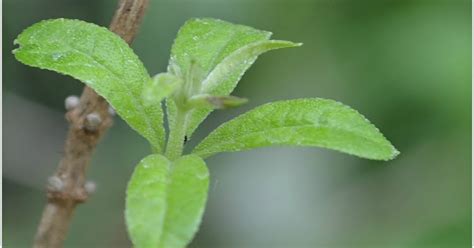 Dosing considerations for lemon verbena. 5 Top Medicinal Uses Of Lemon Verbena | Aloysia Triphylla ...