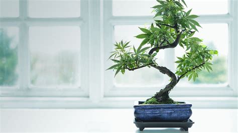 The weed tree by espers, released 13 march 2020 1. Anybody try doing a bonsai weed tree? : trees