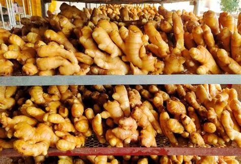 So it spawned a hot pet city. Export price of Chinese ginger increased by 40%