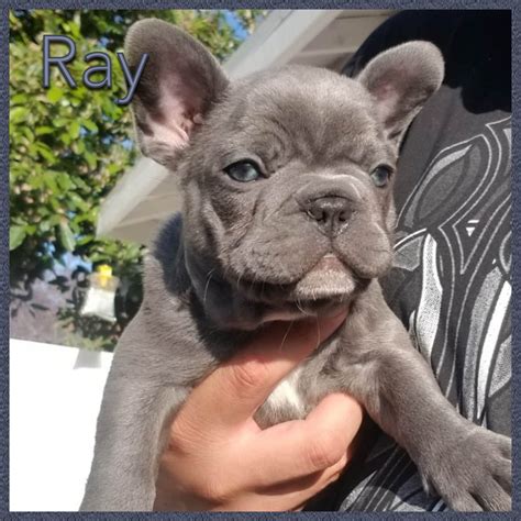 Handsome, vibrant male champion bloodline pup now available for immediate sale. Blue Frenchies US - French Bulldog Puppies For Sale - Born ...