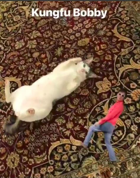 Kucing milik prabowo subianto ini ternyata terkenal di instagram. Bobby, Kucing Kesayangan Prabowo yang Eksis di Instagram