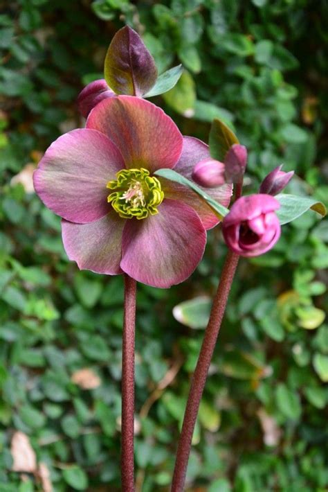 Harvington hellebores® pot plants available to order now. Hellebores: Recent Forms | Dirt Simple | Lenten rose ...