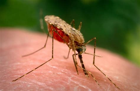 Vaccins, traitements et conseils pour lutter contre le paludisme avec la fondation pasteur. Un espoir pour lutter contre cette maladie
