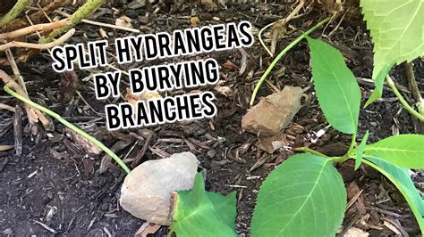 Climbing hydrangeas need a lot of water after transplanting, so you not only sludge the planting hole, but also root well after planting. HOW TO SPLIT HYDRANGEAS QUICKLY - Burying Branches To ...