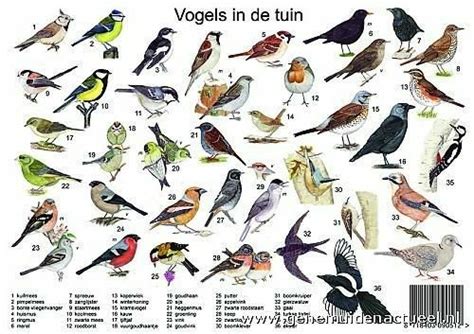 De lijst met 27 vogels. Pin van Loes Frencken op Wijzer door... | Vogels, Huisdier ...