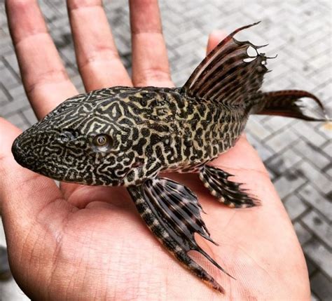 Jalur ke laut di selatan melewati babul mandib dan teluk aden sedangkan di utara terdapat semenanjung sinai dan terusan suez. Ikan Pendatang & Impak Kehadirannya (Siri 2/2) - Umpan