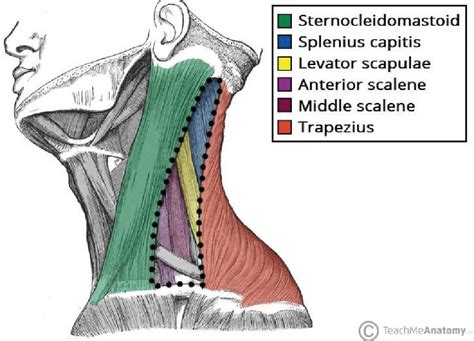 They include the rectus capitis anterior, the longus capitis, and the longus colli that are the scalene muscles—also called the scalenus muscles or the scalenus group—continue as the intercostal muscles in the cranial direction. Cycling neck pain treatment and how to avoid it ...