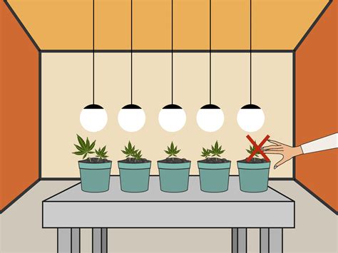 There are a few factors to remain aware of, in doing so Growing Cannabis In Soil Under Lights. How to Grow ...
