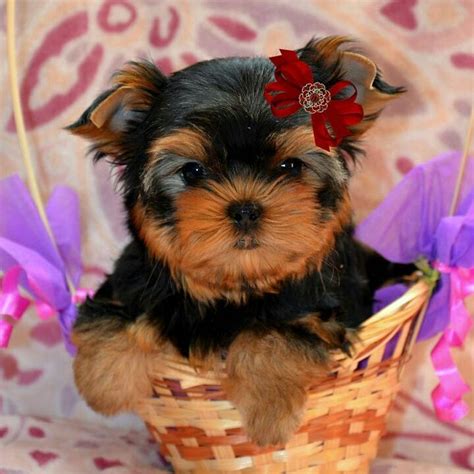 Puppies and dogs in texas. Yorkie Puppies For Sale In Texas For Cheap - Bmoshow Blog