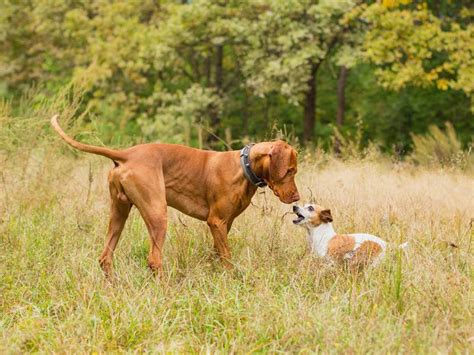 Maybe you would like to learn more about one of these? Sind kleine Hunde aggressiver als große Hunde?