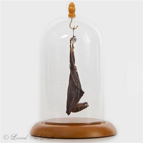 To the person in the bell jar, blank and stopped as a dead baby, the world itself is the bad dream. she describes it as temporarily lifting the bell jar of her depression and letting fresh air in, while she engages in regular psychotherapy sessions with dr. Hanging Bat In Glass Bell Jar